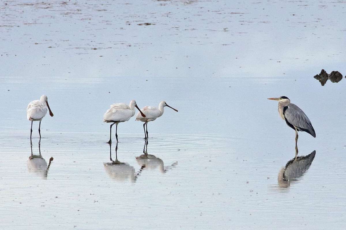 Löffler (Platalea leucorodia) und ein Graureiher (Ardea cinerea), (c) Jens Winter/NABU-naturgucker.de