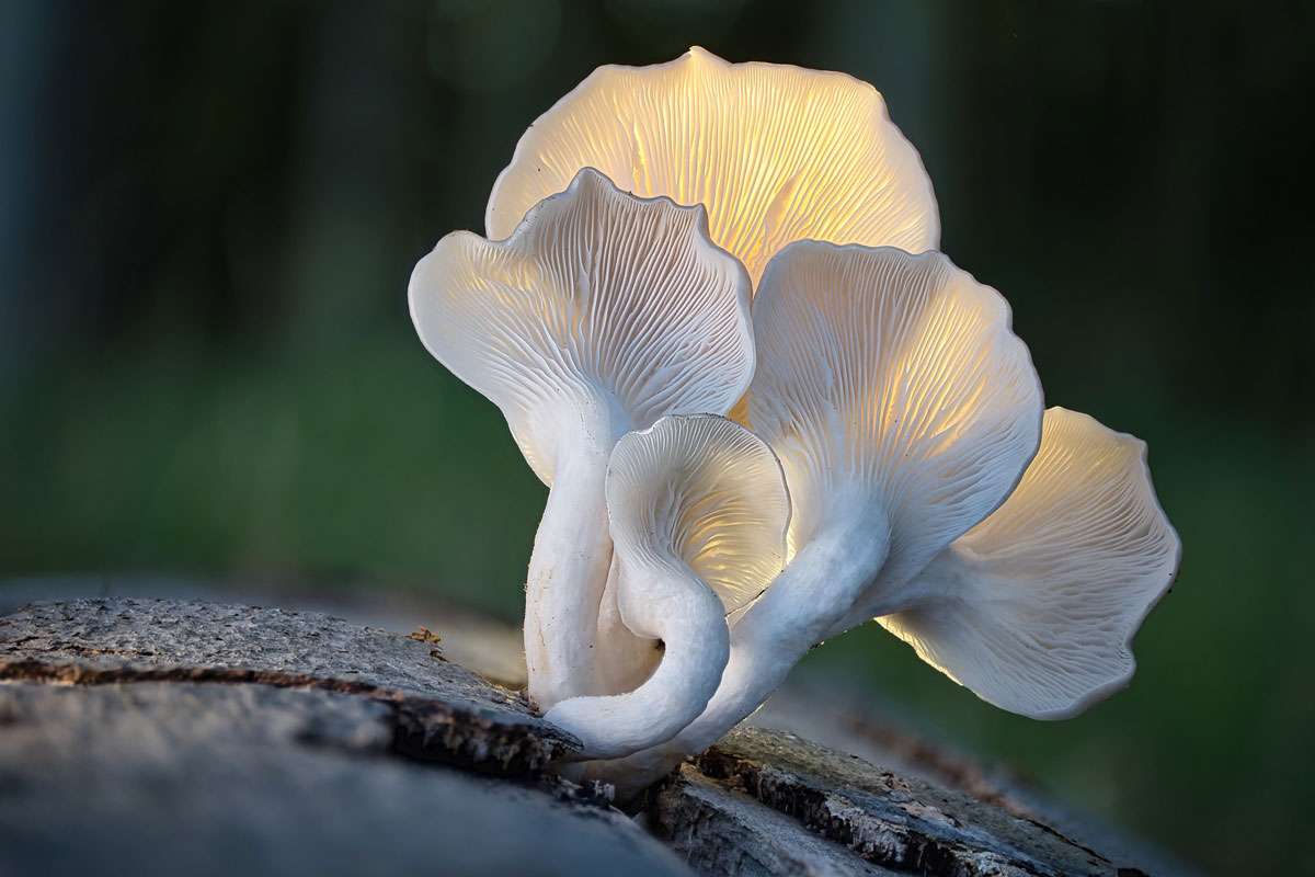 Lungenseitling (Pleurotus pulmonarius), (c) Timm Hasselmeyer/NABU-naturgucker.de