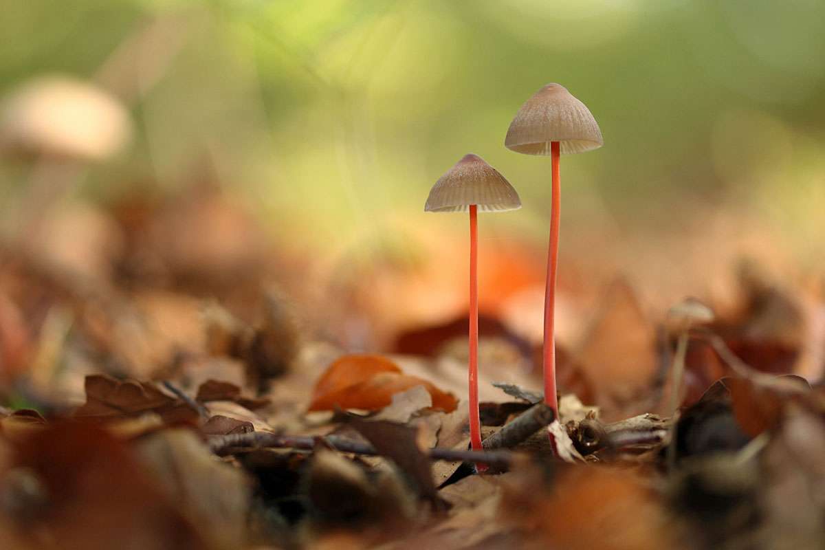 Orangemilchender Helmling (Mycena crocata), (c) Jens Wörner/NABU-naturgucker.de