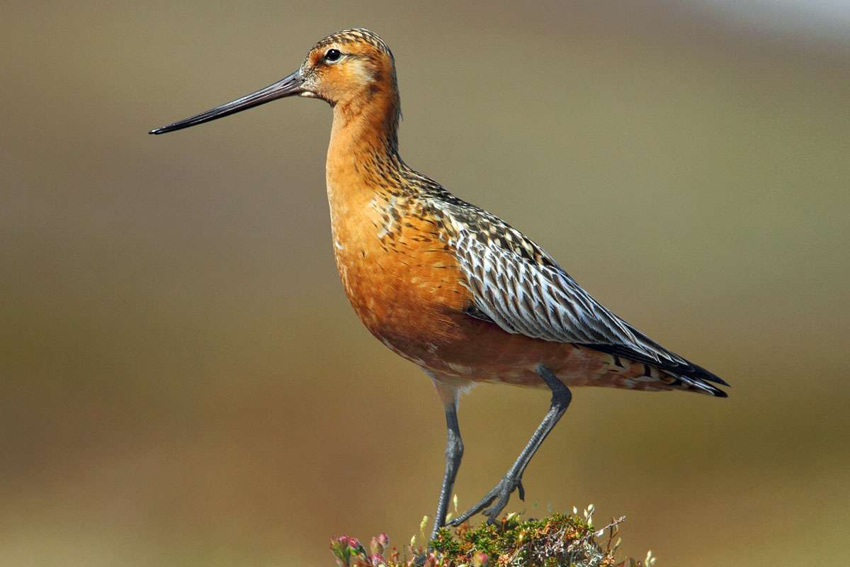 Pfuhlschnepfe (Limosa lapponica), (c) Andreas Stern/NABU-naturgucker.de