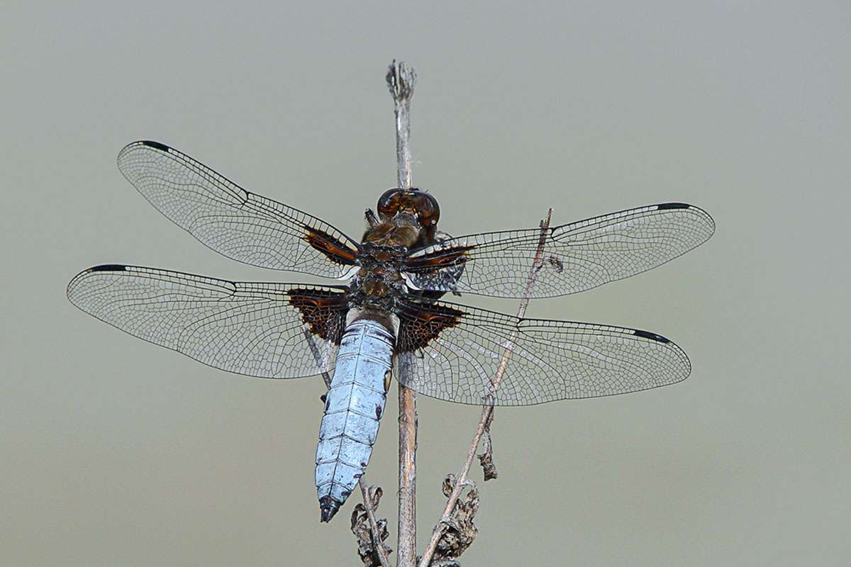 Männlicher Plattbauch (Libellula depressa), (c) Regine Schadach/NABU-naturgucker.de