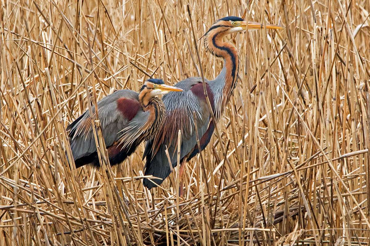 Purpurreiher (Ardea purpurea), (c) Roland Tichai/NABU-naturgucker.de