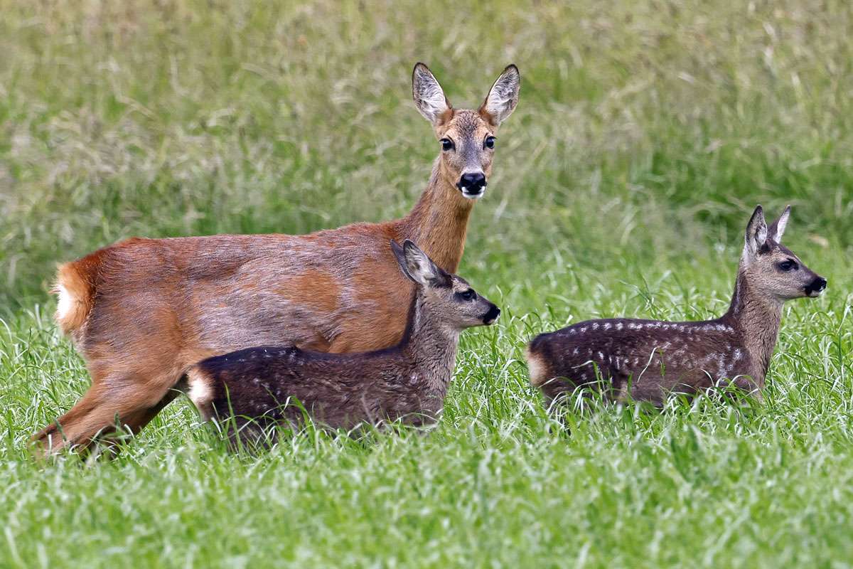 Reh (Capreolus capreolus), (c) Ulrich Köller/NABU-naturgucker.de