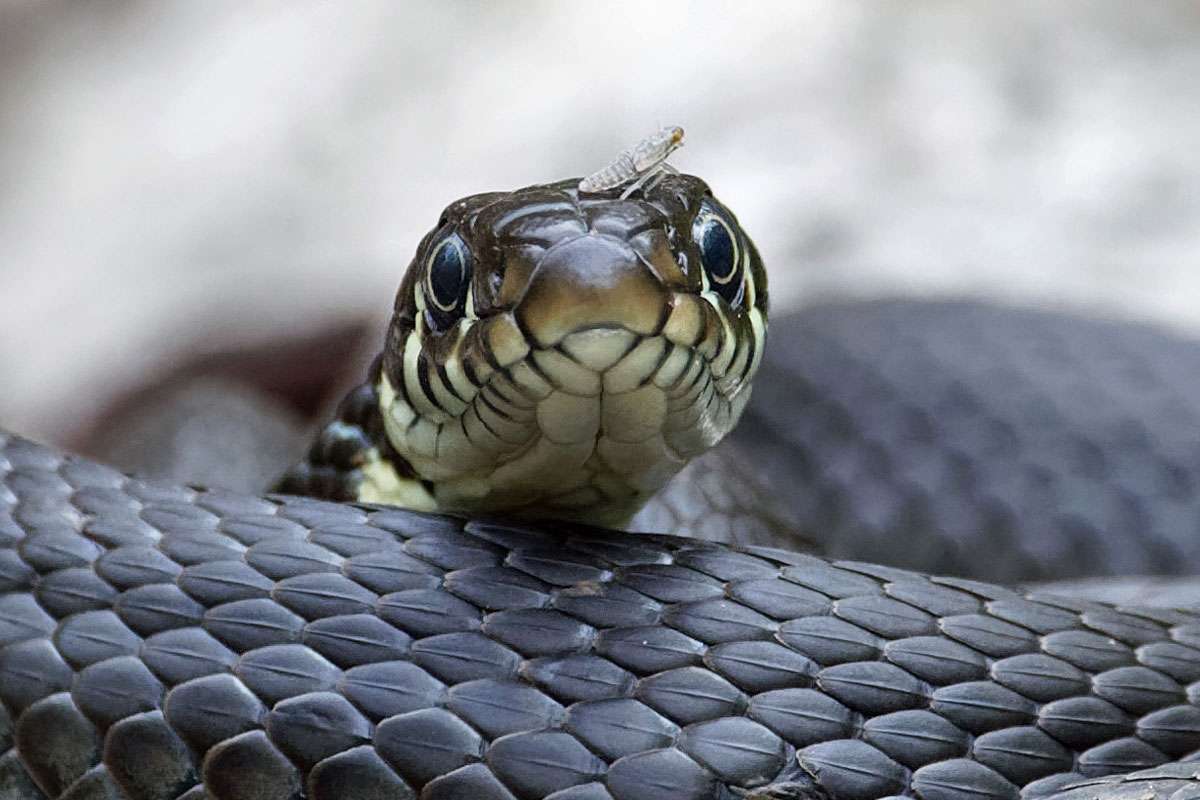 Ringelnatter (Natrix natrix), (c) Rüdiger Arp/NABU-naturgucker.de