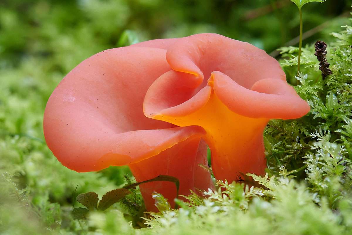 Rötlicher Gallerttrichter (Tremiscus helvelloides), (c) Hendrik Pöpke/NABU-naturgucker.de