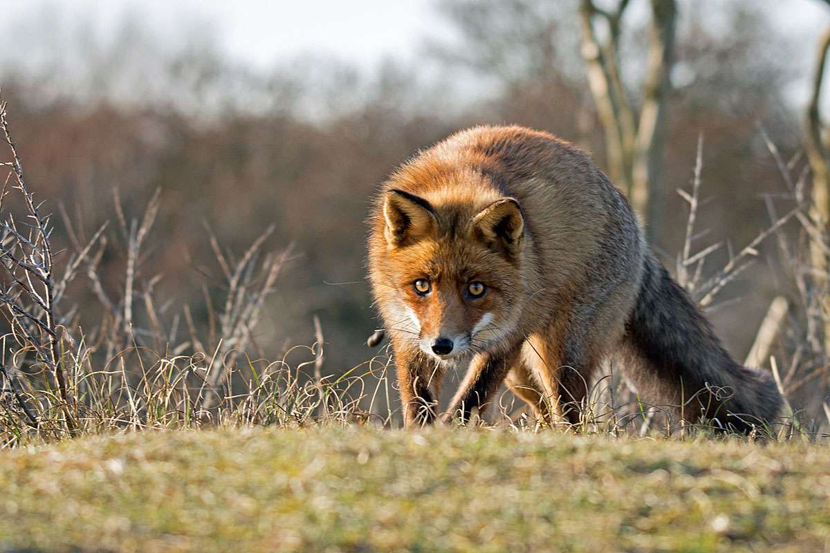 Rotfuchs (Vulpes vulpes), (c) Gerhard Butke/NABU-naturgucker.de