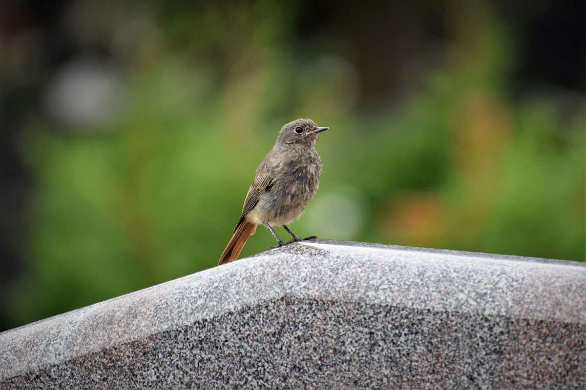 Lebensraum Friedhof – Rotschwanz (Phoenicurus sp.) auf einem Grabstein, (c) Goran Horvat/Pixabay