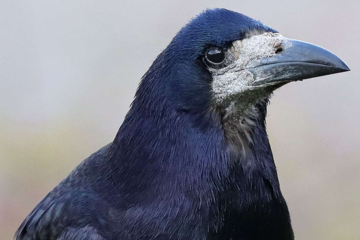 Saatkrähe (Corvus frugilegus), (c) Jens Winter/NABU-naturgucker.de