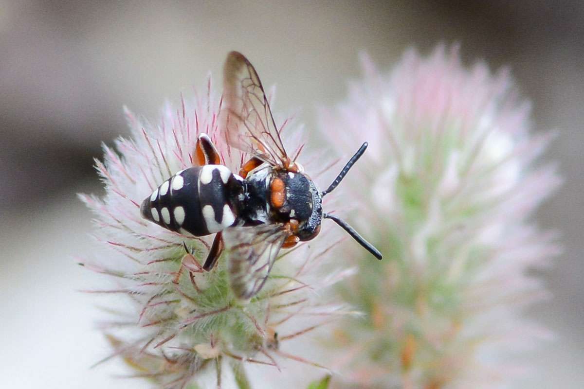 Sand-Filzbiene (Epeolus cruciger), (c) Stella Mielke/NABU-naturgucker.de