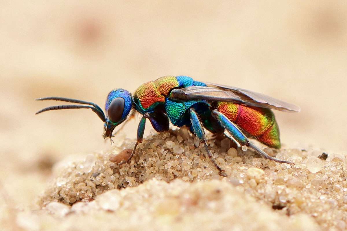 Sand-Goldwespe (Hedychrum nobile), (c) Jann Martin Ewald/NABU-naturgucker.de