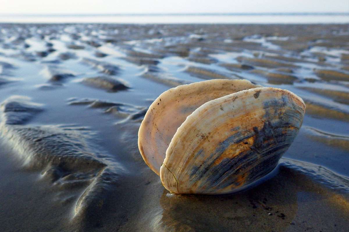 Sandklaffmuschel (Mya arenaria), (c) Nadine Röhnert/NABU-naturgucker.de