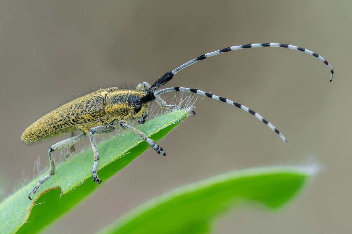 Scheckhorn-Distelbock (Agapanthia villosoviridescens), (c) Istvan und Sabine Palfi/NABU-naturgucker.de