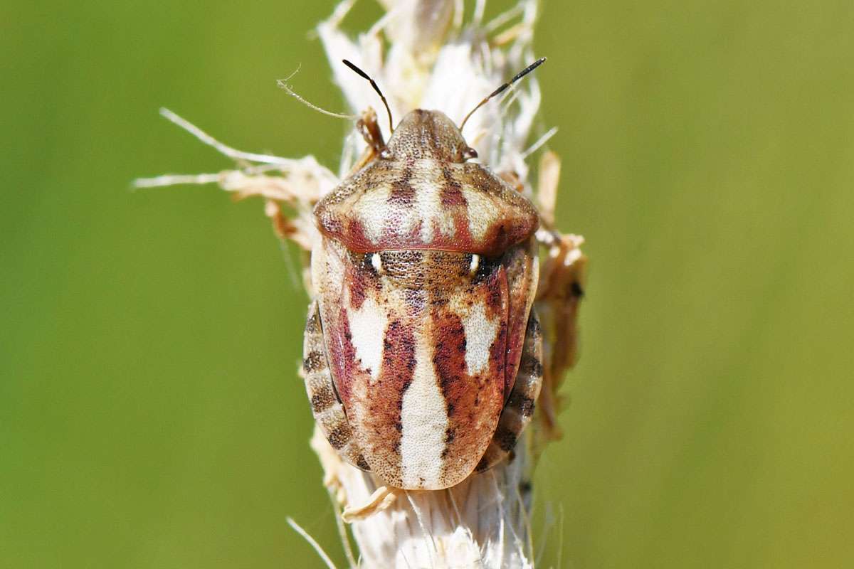 Schildkrötenwanze (Eurygaster testudinaria), (c) Rolf Jantz/NABU-naturgucker.de