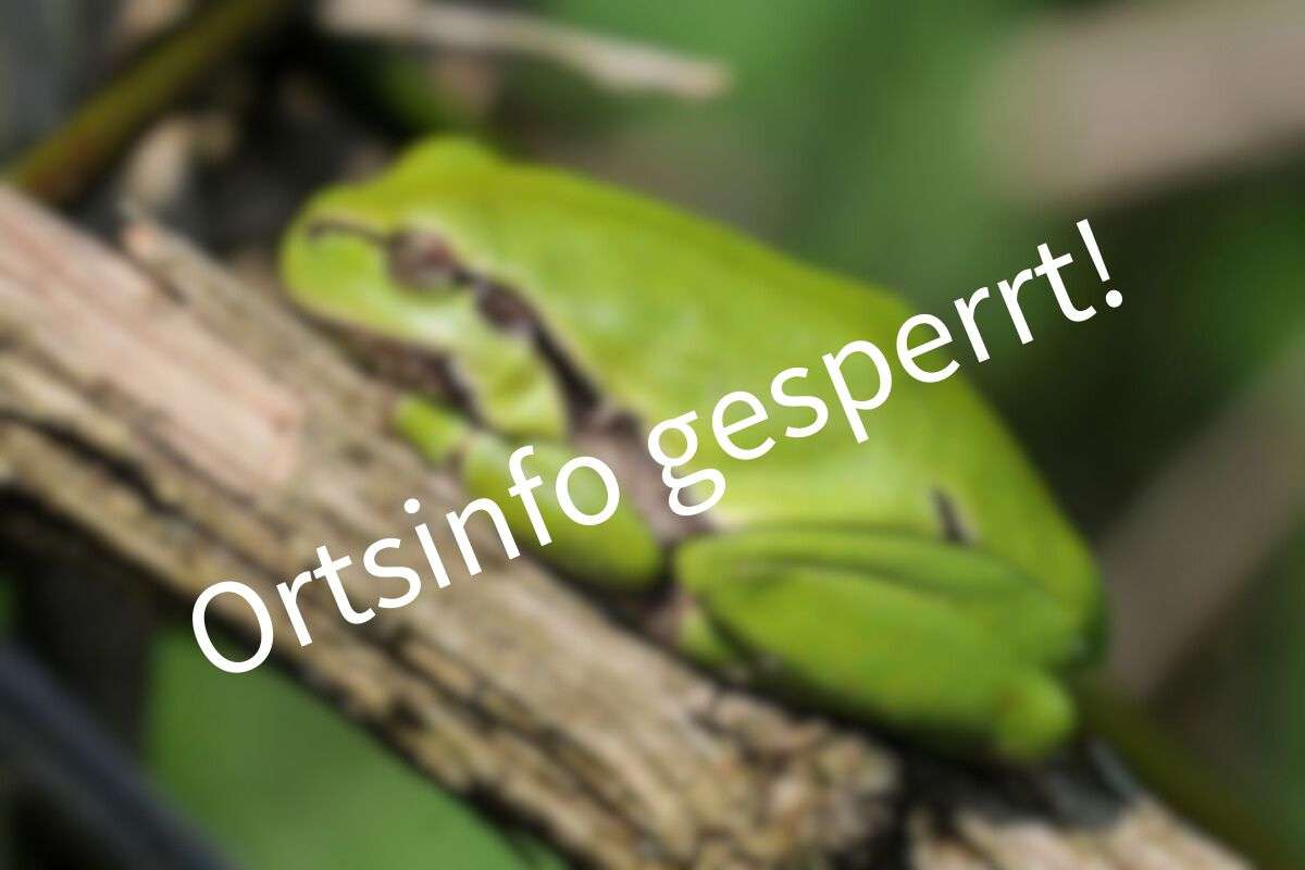 Schutz sensibler Beobachtungsdaten; Europäischer Laubfrosch, (c) Harald Bott/NABU-naturgucker.de