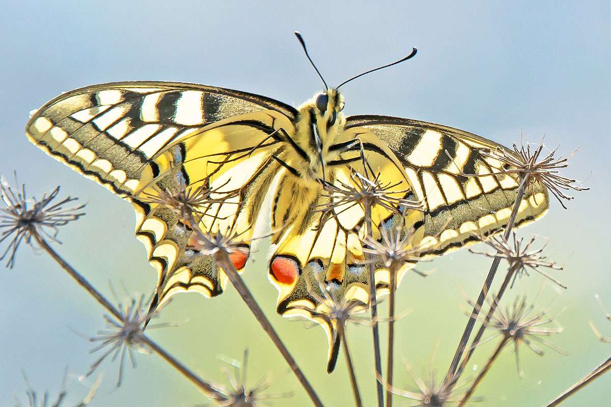 Schwalbenschwanz (Papilio machaon), (c) Stella Mielke/NABU-naturgucker.de