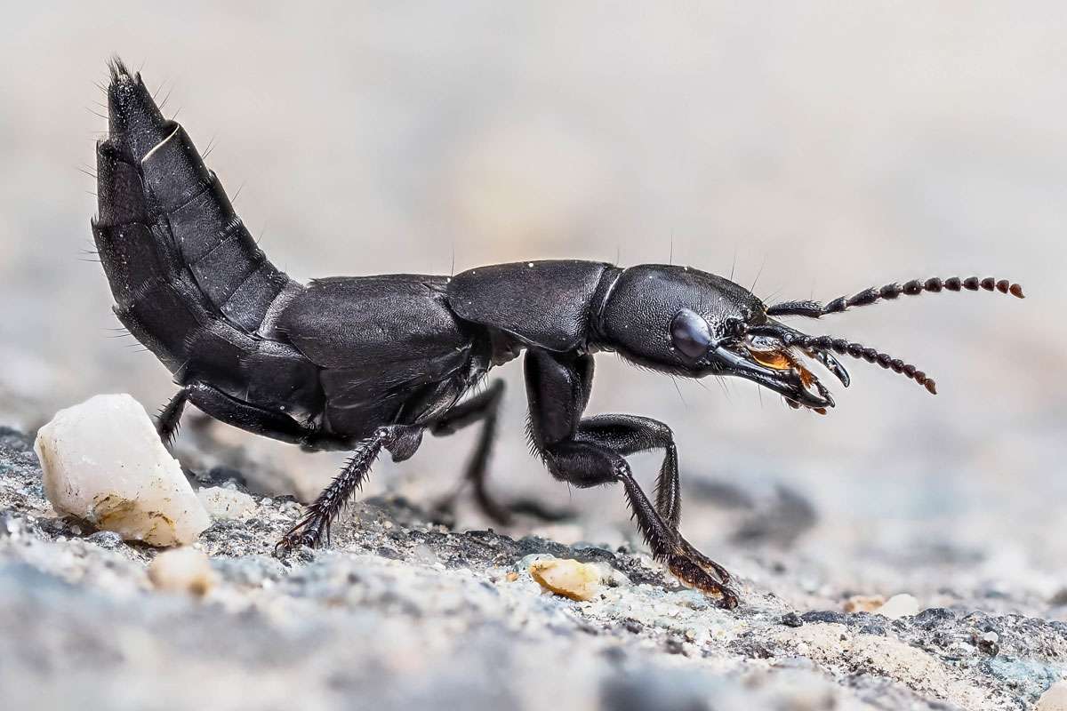 Schwarzer Moderkäfer (Ocypus olens), (c) Istvan und Sabine Palfi/NABU-naturgucker.de