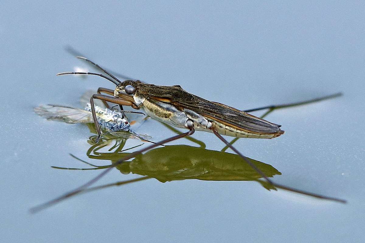 Schwarzer Wasserläufer (Gerris gibbifer), (c) Ursula Spolders/NABU-naturgucker.de