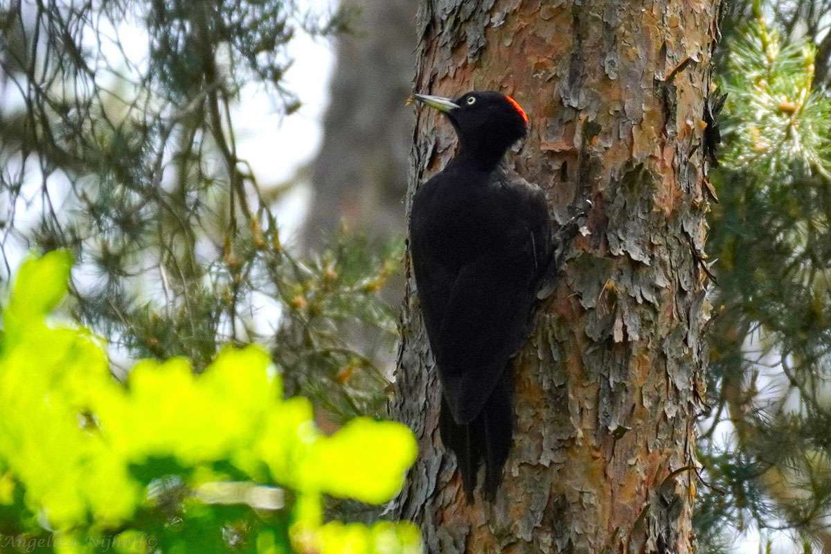 Gefiederter Waldbewohner: Schwarzspecht (Dryocopus martius), (c) Angelika Nijhoff/NABU-naturgucker.de