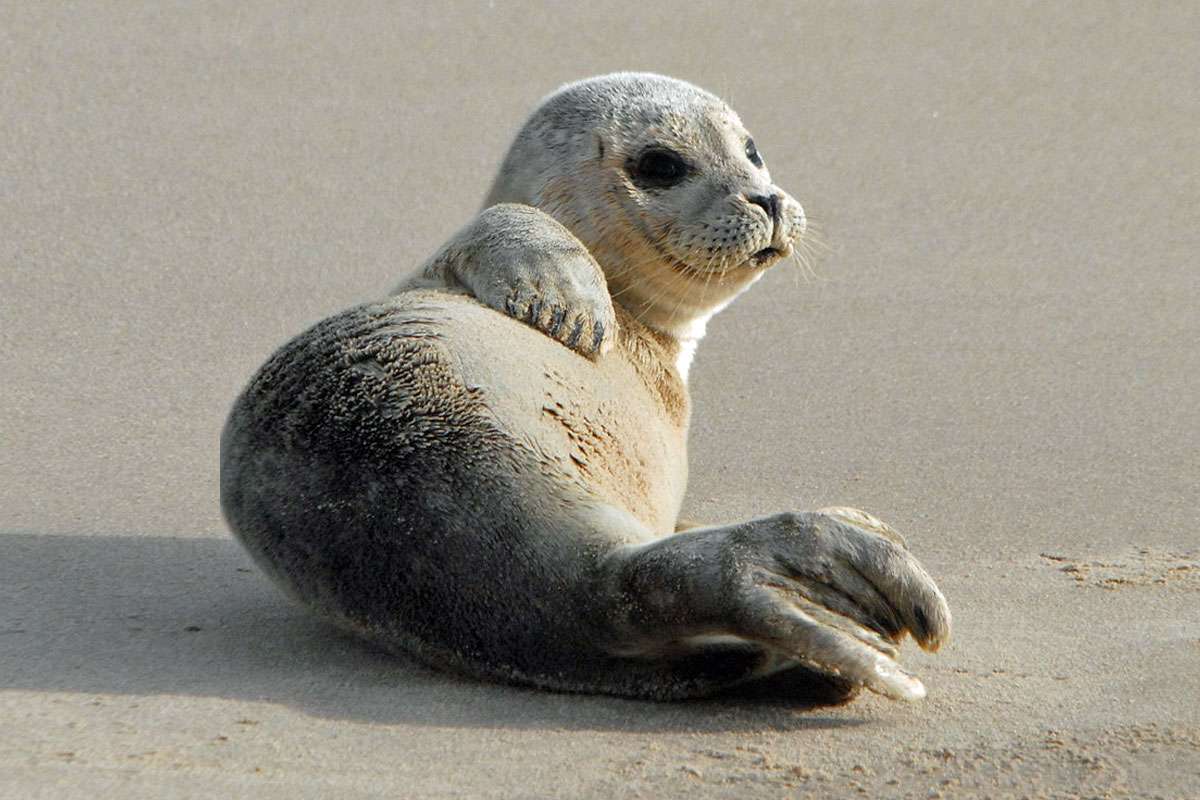 Seehund (Phoca vitulina), (c) Harald Bott/NABU-naturgucker.de