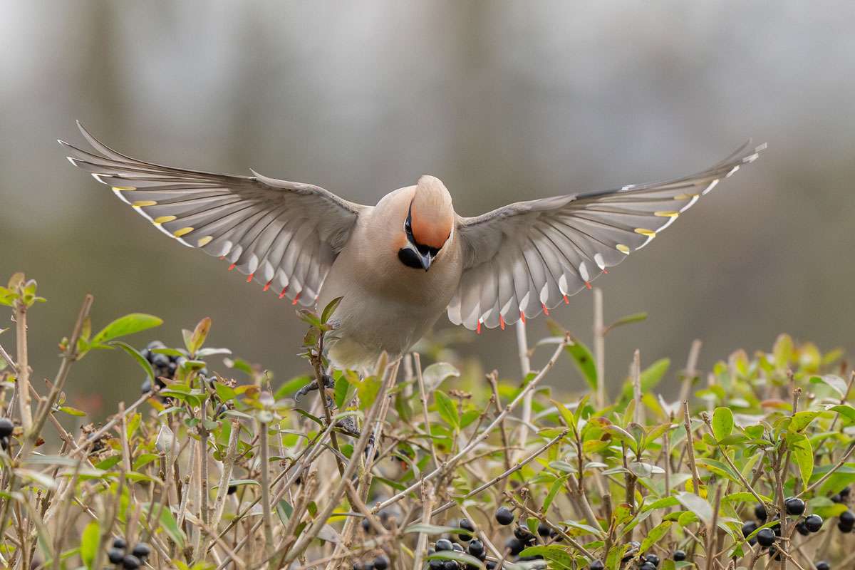 Seidenschwanz (Bombycilla garrulus), (c) Ronny Schuster/NABU-naturgucker.de