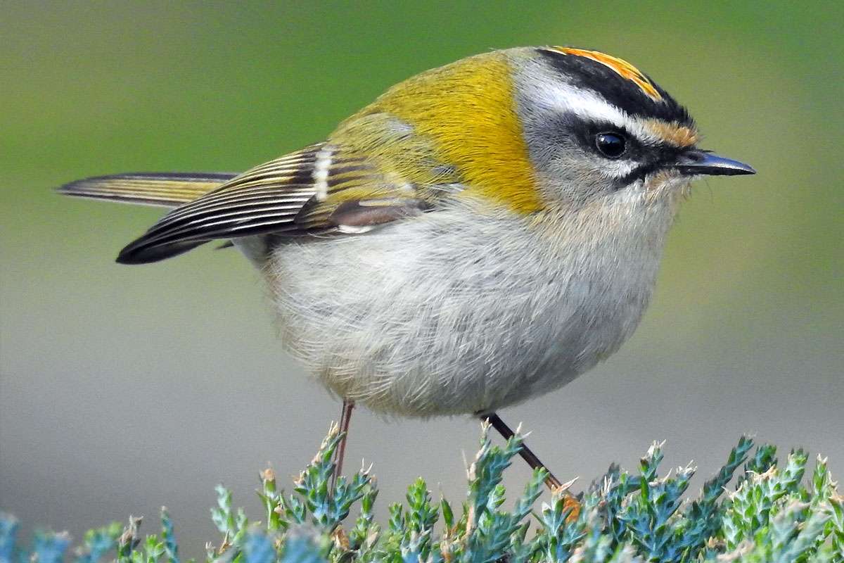 Sommergoldhähnchen (Regulus ignicapilla), (c) Thorsten u.Wolfgang Klumb/NABU-naturgucker.de