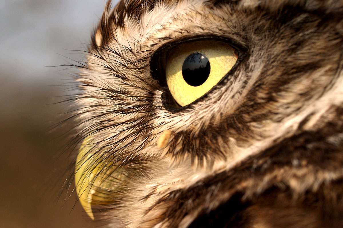 Steinkauz (Athene noctua), (c) Winfried Rusch/NABU-naturgucker.de