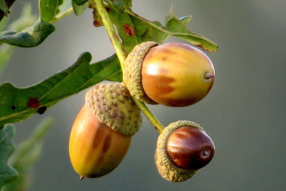 Früchte der Stiel-Eiche (Quercus robur), (c) Artur Segadlo/NABU-naturgucker.de