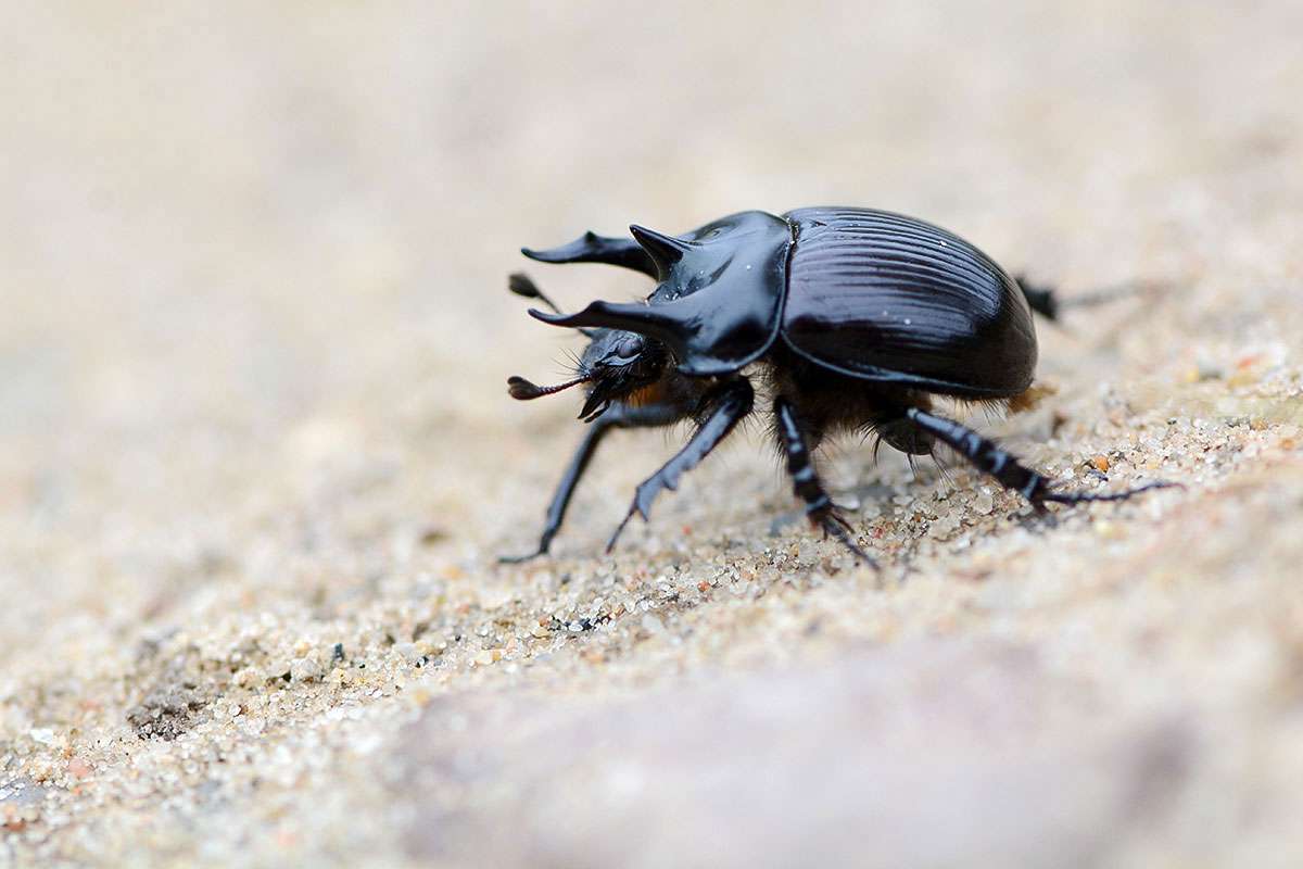 Männlicher Stierkäfer (Typhaeus typhoeus), (c) Stella Mielke/NABU-naturgucker.de