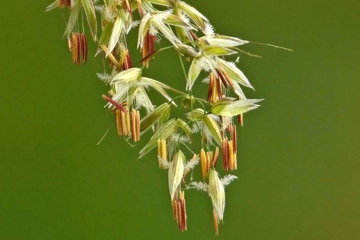 Blühendes Süßgras (Poaceae sp.), (c) Stella Mielke/NABU-naturgucker.de