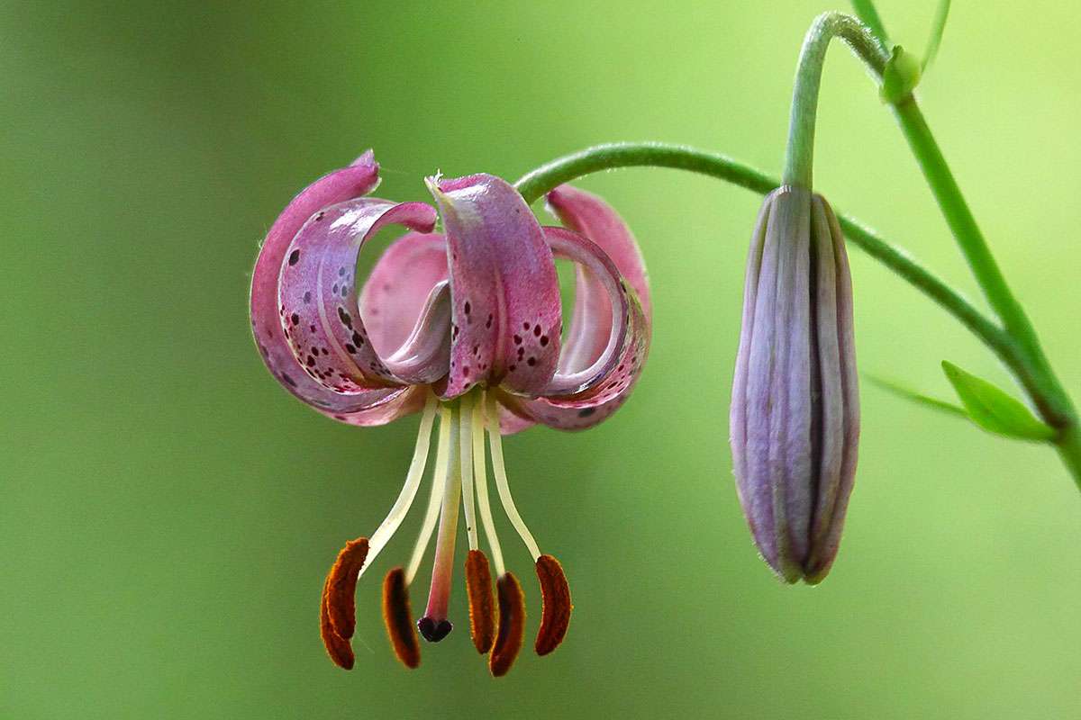 Türkenbund-Lilie (Lilium martagon), (c) Won Poerli/NABU-naturgucker.de