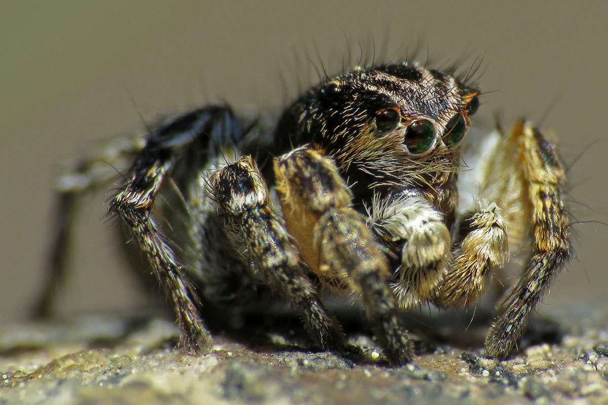 V-Fleck-Springspinne (Aelurillus v-insignitus), (c) Gerwin Bärecke/NABU-naturgucker.de