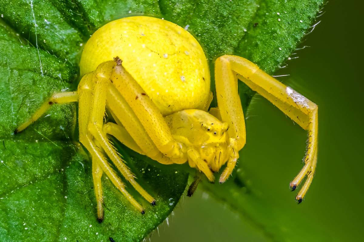 Veränderliche Krabbenspinne (Misumena vatia), (c) Istvan und Sabine Palfi/NABU-naturgucker.de