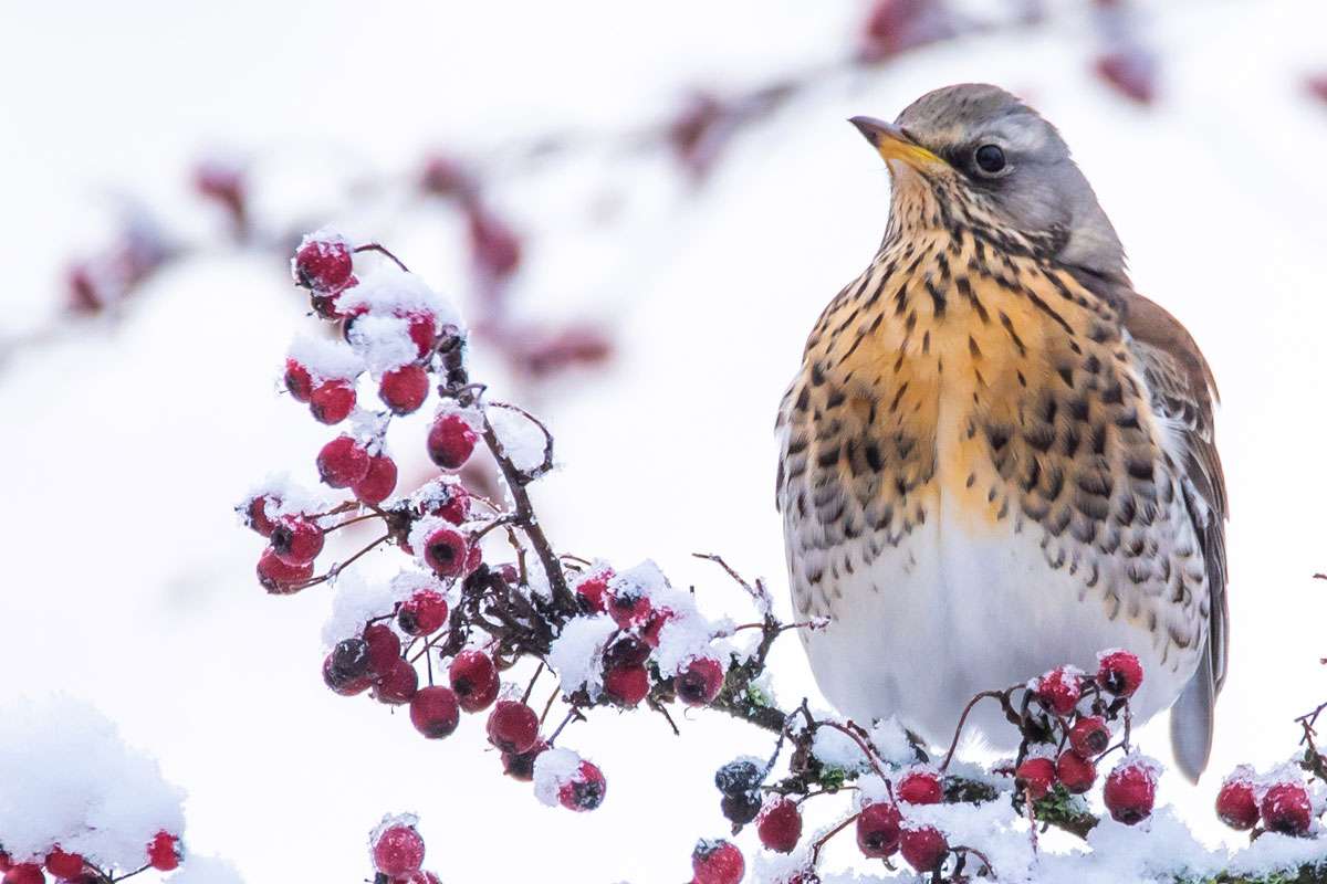 Wacholderdrossel (Turdus pilaris), (c) Axel Aßmann/NABU-naturgucker.de