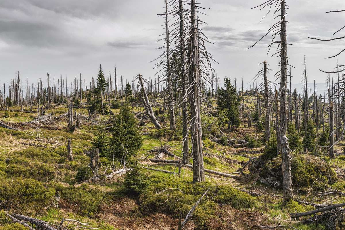 Wald nach Borkenkäferbefall: Bayerischer Wald, (c) Felix Mittermeier/Pixabay