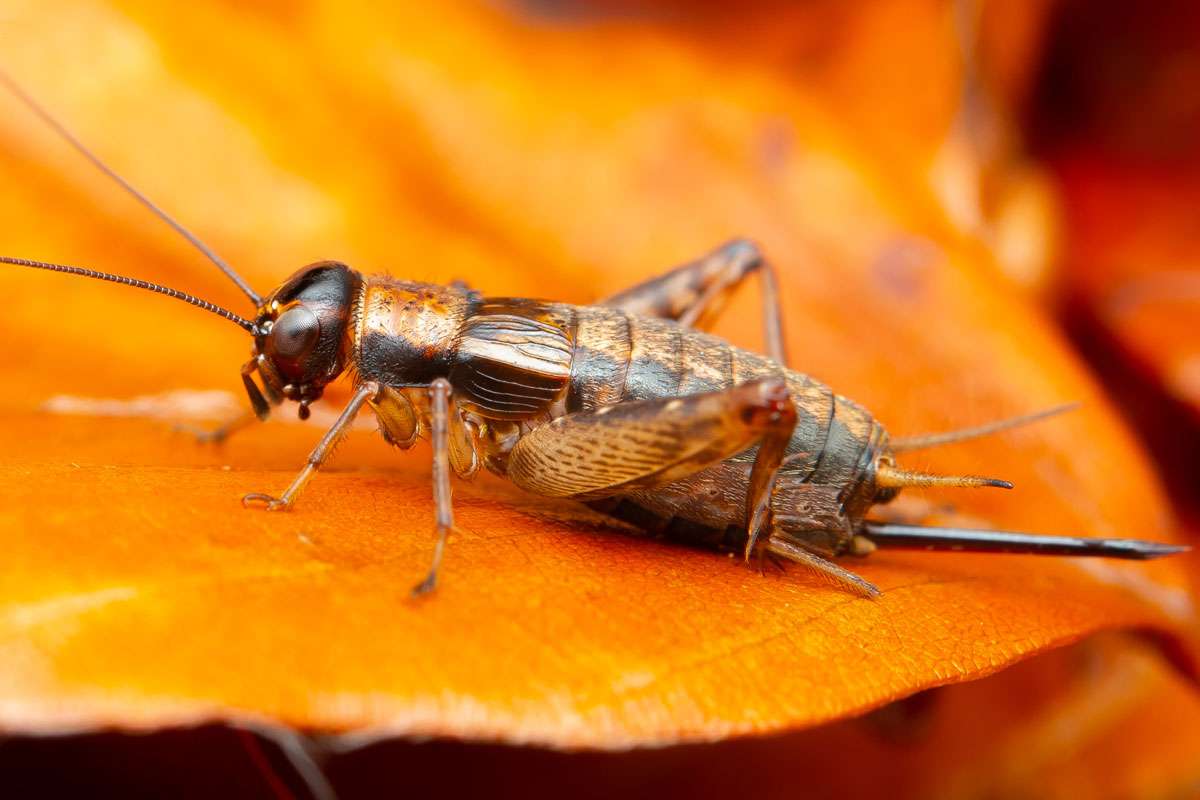 Weibliche Waldgrille (Nemobius sylvestris), (c) Christian Stepf/NABU-naturgucker.de