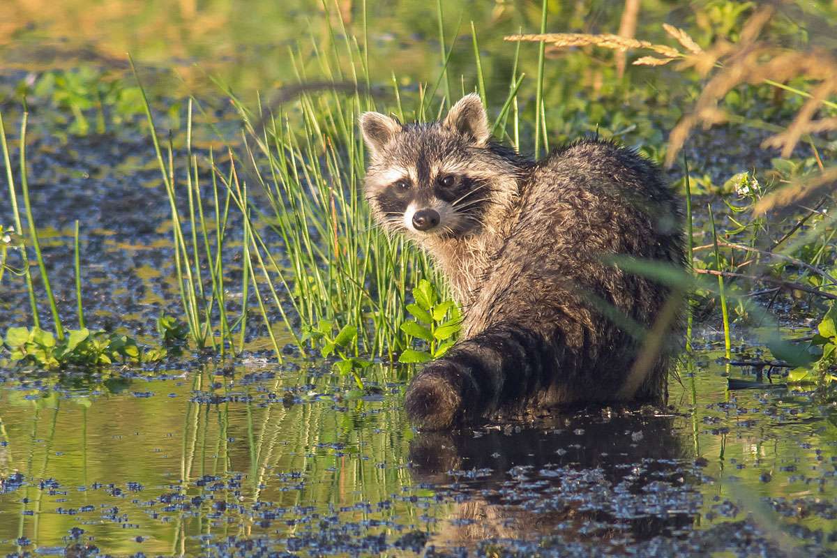 Waschbär (Procyon lotor), (c) Udo Krupka/NABU-naturgucker.de