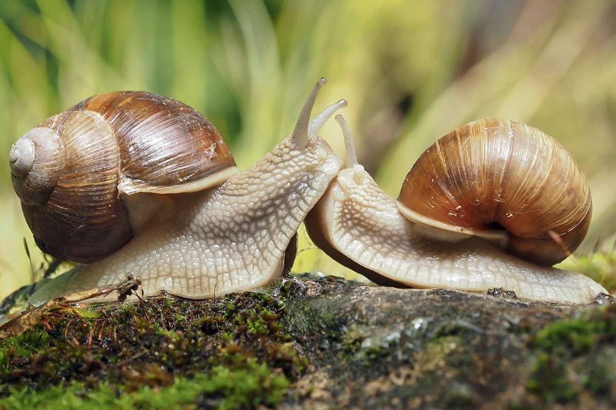 Weinbergschnecke (Helix pomatia), (c) Sonja Hahn/NABU-naturgucker.de