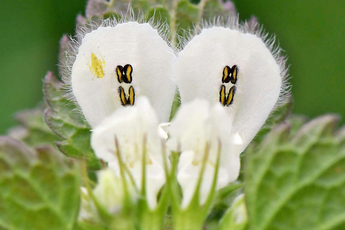 Weiße Taubnessel (Lamium album), (c) Rolf Jantz/NABU-naturgucker.de