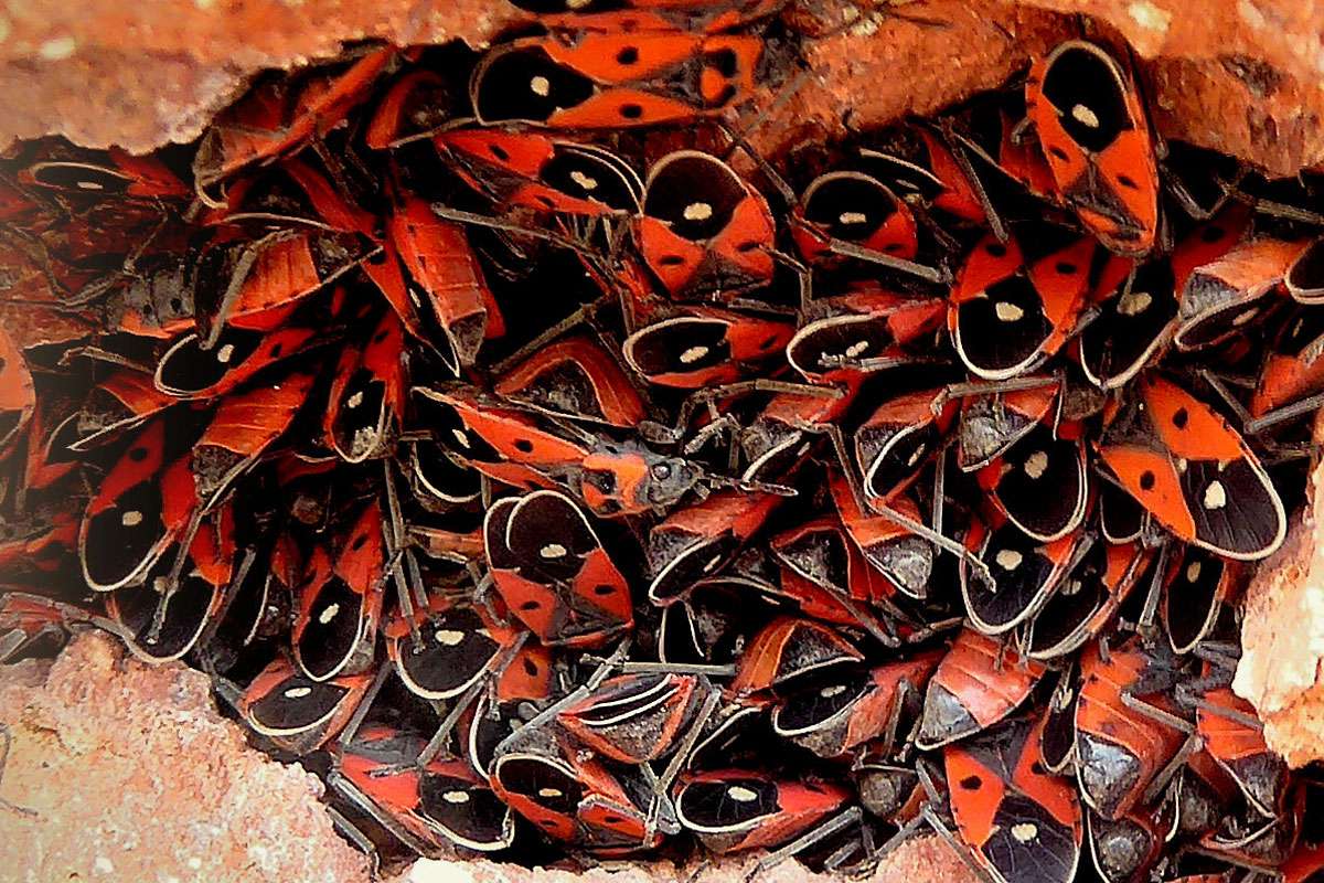 Gruppenbildung (Aggregation) der Weißpunkt-Bodenwanze (Melanocoryphus albomaculatus), (c) Karin-Simone Hauth/NABU-naturgucker.de