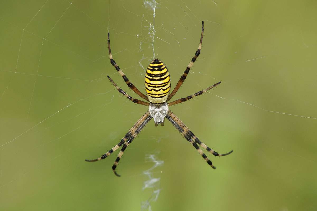 Wespenspinne (Argiope bruennichi), (c) Thorsten u. Wolfgang Klumb/NABU-naturgucker.de