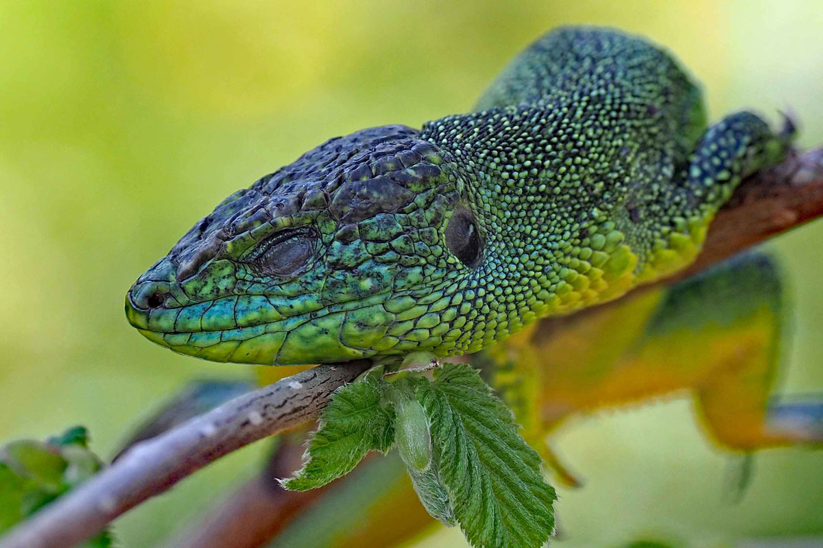 Westliche Smaragdeidechse (Lacerta bilineata), (c) Bernhard Konzen/NABU-naturgucker.de