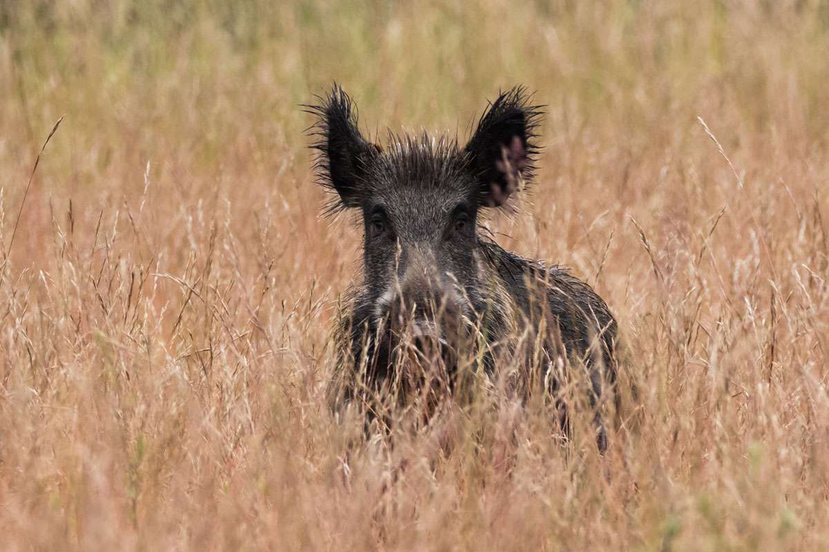 Wildschwein (Sus scrofa), (c) Thomas Schwarzbach/NABU-naturgucker.de