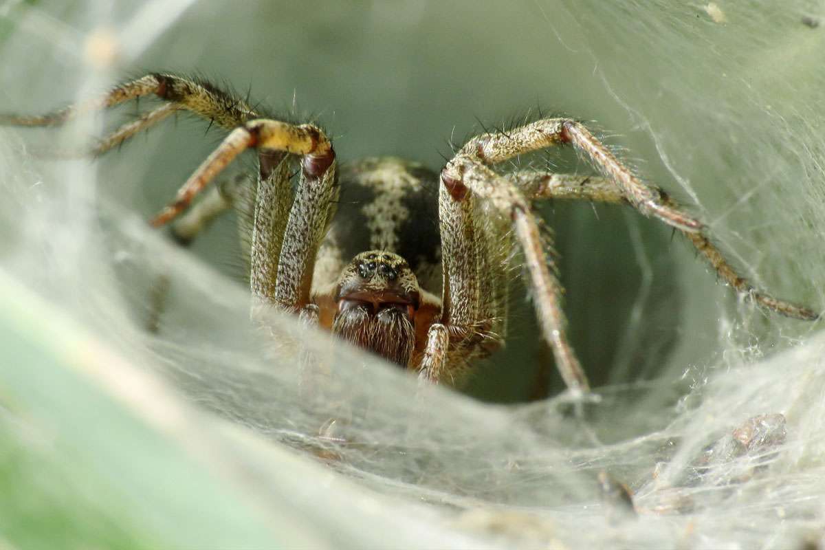 Winkelspinne (Tegenaria/Eratigena sp.), (c) Gerwin Bärecke/NABU-naturgucker.de