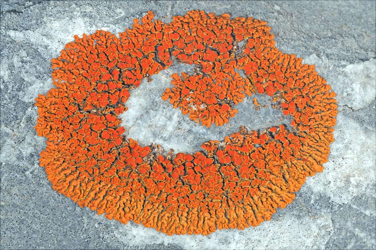 Zierliche Gelbflechte (Xanthoria elegans), (c) Felix Riegel/NABU-naturgucker.de