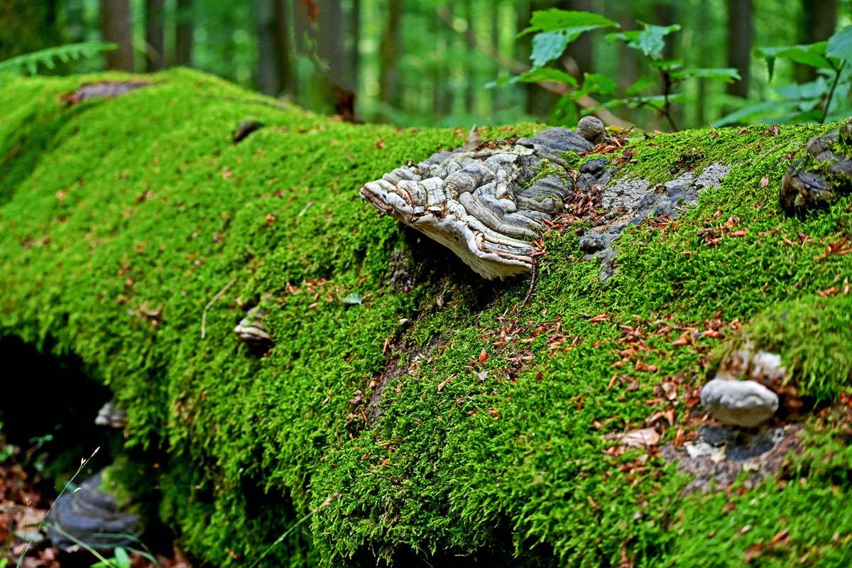 Totholz im Wald mit Zunderschwamm (Fomes fomentarius), (c) Hans Schwarting/NABU-naturgucker.de