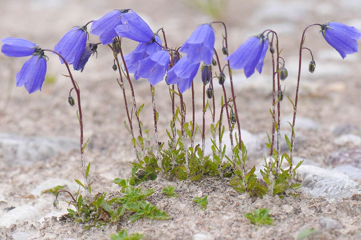 Zwerg-Glockenblume (Campanula cochleariifolia), (c) Jürgen Seibel/NABU-naturgucker.de