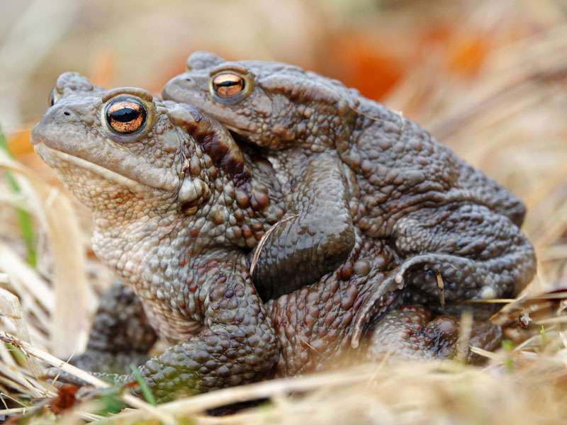 Erdkröte (Bufo bufo), (c) Jens Winter/NABU-naturgucker.de