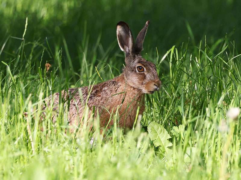 Feldhase (Lepus europaeus), (c) Ulrich Köller/NABU-naturgucker.de