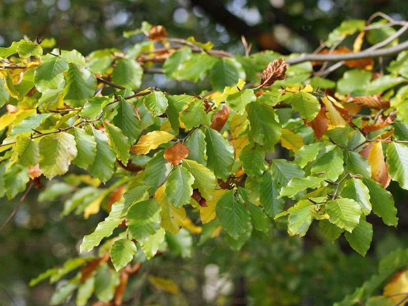 Rot-Buche (Fagus sylvatica), (c) Gaby Schulemann-Maier/NABU-naturgucker.de