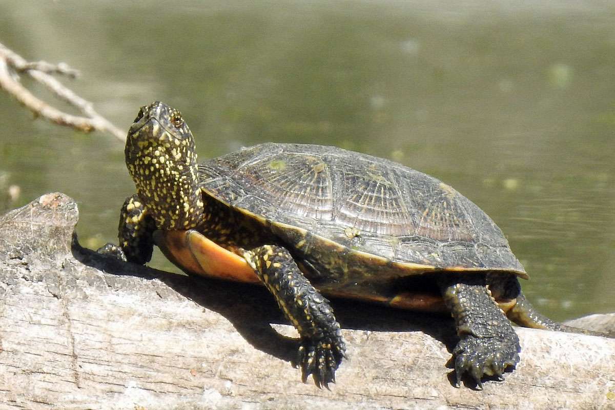 Europäische Sumpfschildkröte (Emys orbicularis), (c) Hans Schmitt/NABU-naturgucker.de